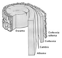 Legno massello e legno massiccio definizione e significato bioforme Legno massello significato