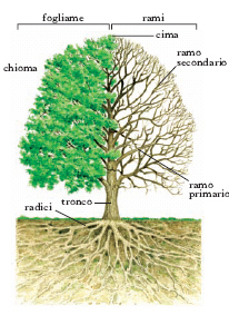 descrizione di un albero