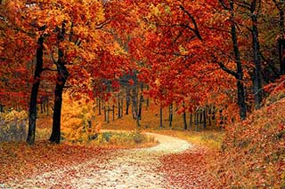 immagini-di-alberi-in-autunno