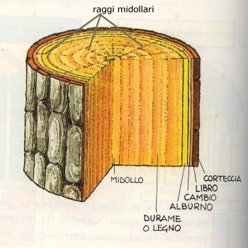 Il tronco di legno e la sua struttura: dalla corteccia al midollo. Come è fatto il legno