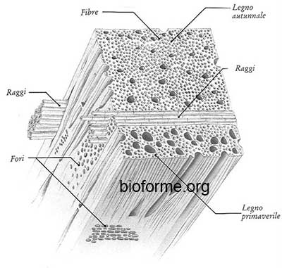 legno-al-microscopio